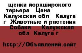 щенки йоркширского терьера › Цена ­ 15 000 - Калужская обл., Калуга г. Животные и растения » Собаки   . Калужская обл.,Калуга г.